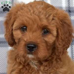 Allie, Cavapoo Puppy