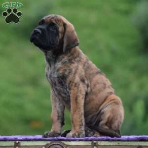Almanzo, English Mastiff Puppy
