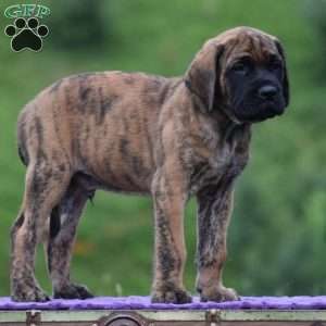 Almanzo, English Mastiff Puppy