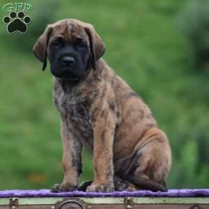 Almanzo, English Mastiff Puppy