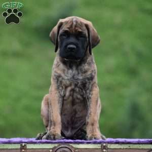 Almanzo, English Mastiff Puppy
