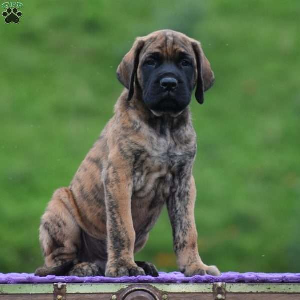 Almanzo, English Mastiff Puppy