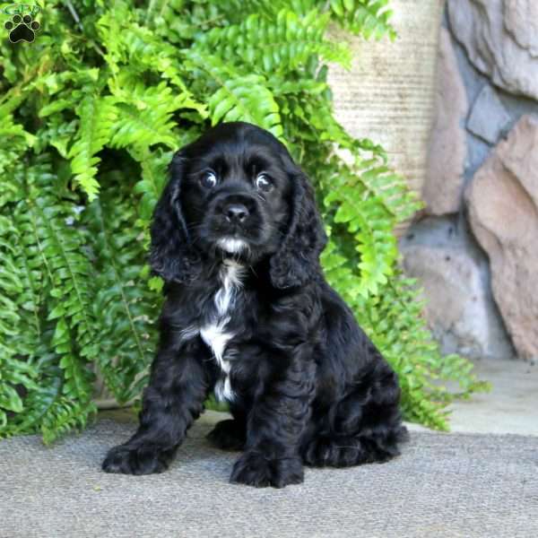 Alyssa, Cocker Spaniel Puppy