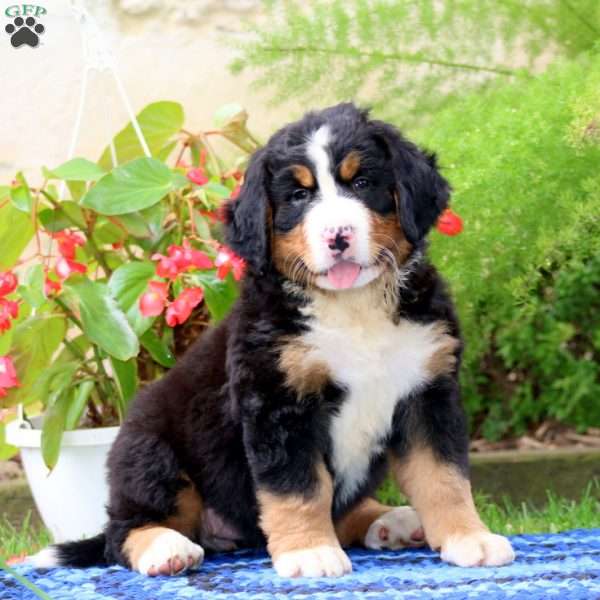 Alyssa, Bernese Mountain Dog Puppy