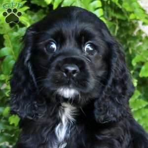 Alyssa, Cocker Spaniel Puppy