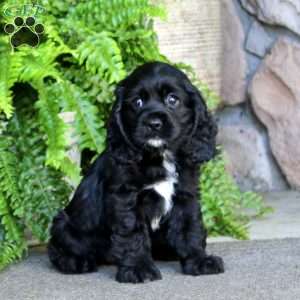 Alyssa, Cocker Spaniel Puppy
