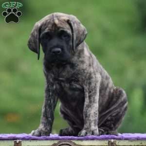 Amantha, English Mastiff Puppy