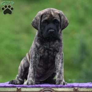 Amantha, English Mastiff Puppy