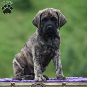 Amantha, English Mastiff Puppy