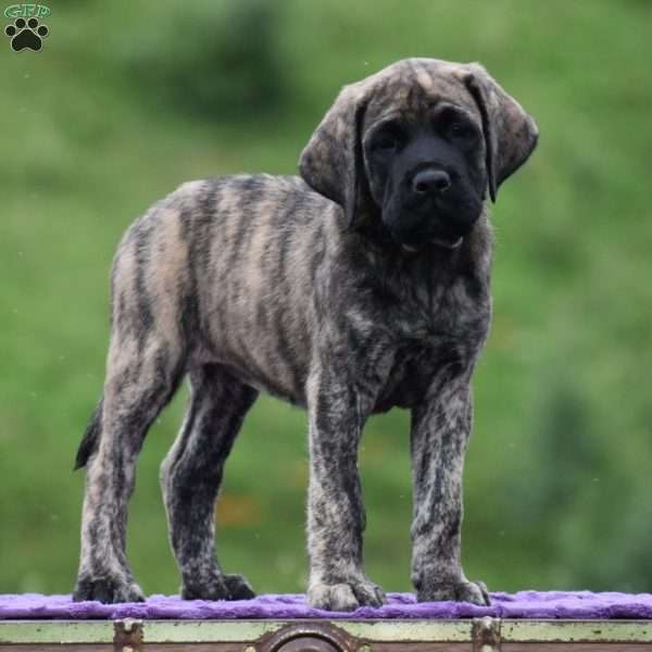 Amantha, English Mastiff Puppy
