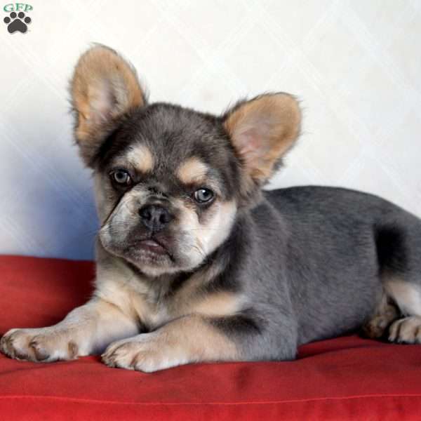 Amber-Fluffy, French Bulldog Puppy