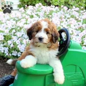 Amber, Mini Bernedoodle Puppy