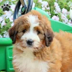 Amber, Mini Bernedoodle Puppy