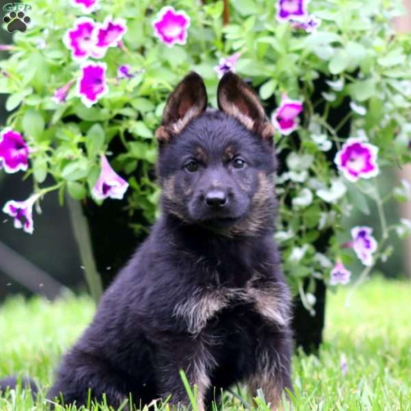 Amber, German Shepherd Puppy