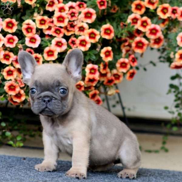 Amber, French Bulldog Puppy