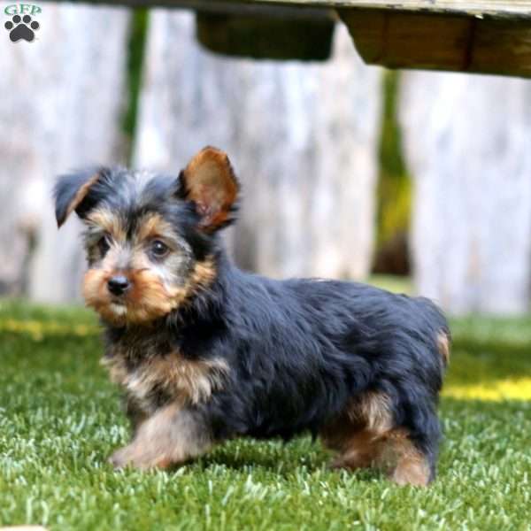 Amber, Yorkie Puppy