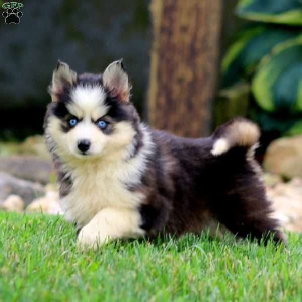 Amber, Pomsky Puppy
