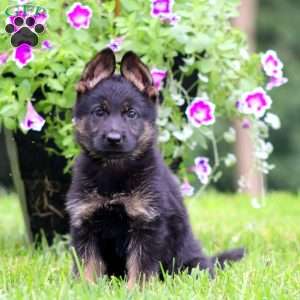 Amber, German Shepherd Puppy