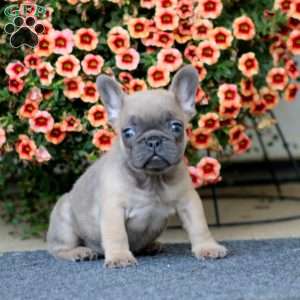 Amber, French Bulldog Puppy