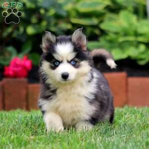 Amber, Pomsky Puppy
