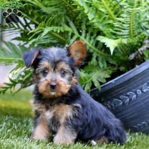 Amber, Yorkie Puppy