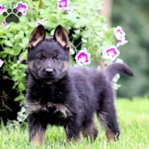 Amber, German Shepherd Puppy