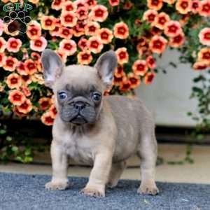 Amber, French Bulldog Puppy