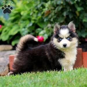 Amber, Pomsky Puppy