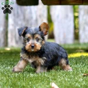 Amber, Yorkie Puppy