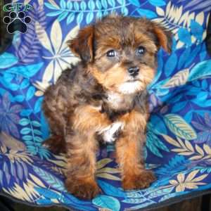 Amber, Yorkie Poo Puppy