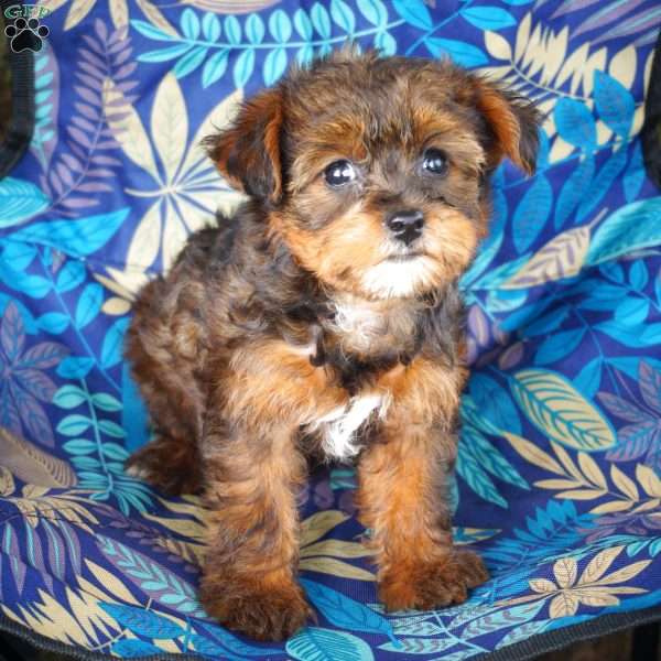 Amber, Yorkie Poo Puppy