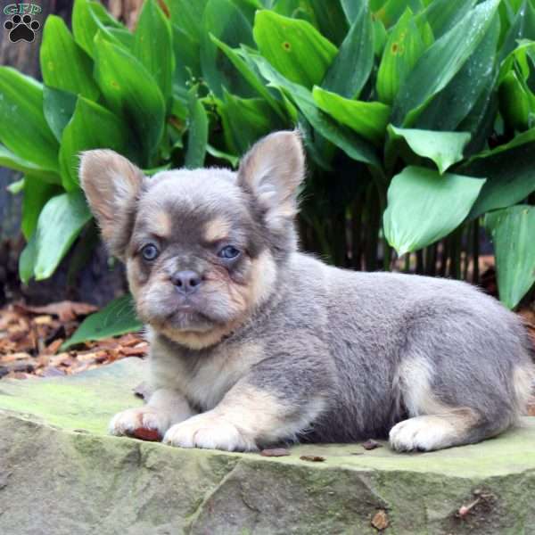 Amber-Fluffy, French Bulldog Puppy