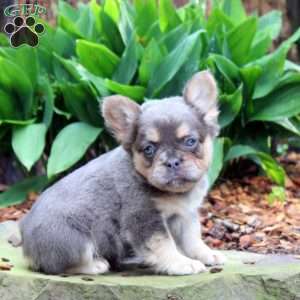 Amber-Fluffy, French Bulldog Puppy