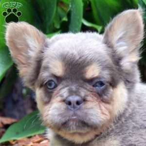 Amber-Fluffy, French Bulldog Puppy