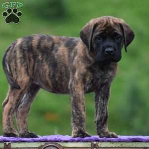 Amelia, English Mastiff Puppy