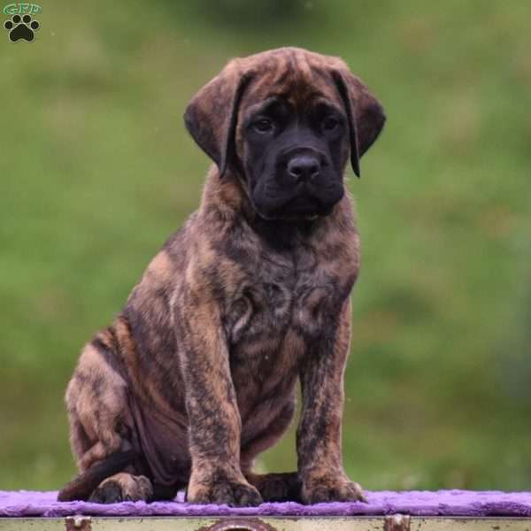 Amelia, English Mastiff Puppy