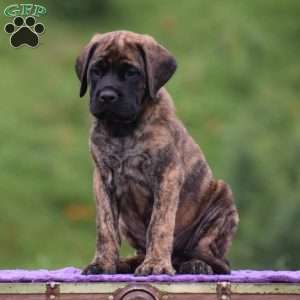 Amelia, English Mastiff Puppy