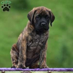 Amelia, English Mastiff Puppy