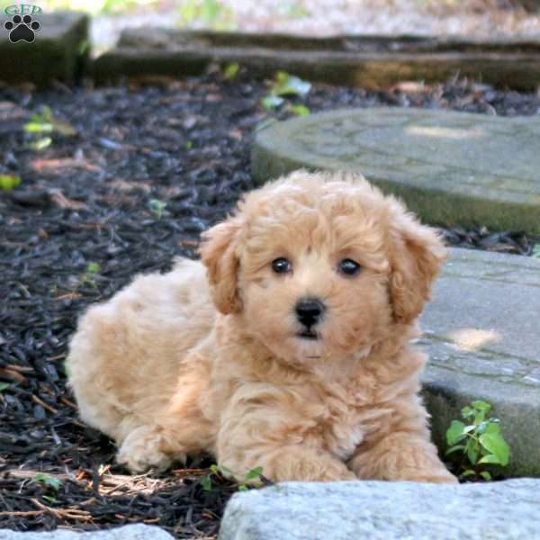 Amelia, Bich-Poo Puppy