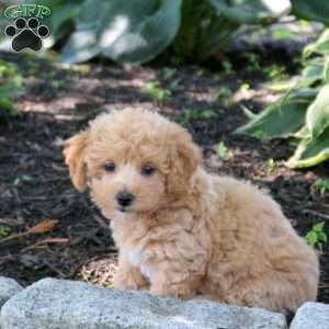 Amelia, Bich-Poo Puppy