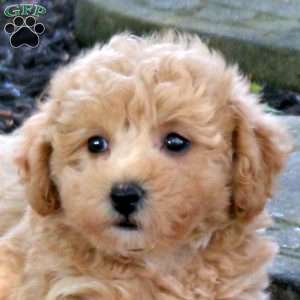 Amelia, Bich-Poo Puppy