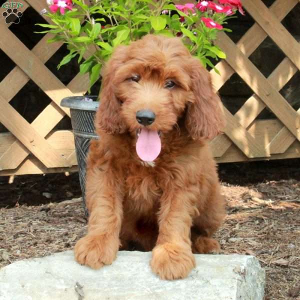 Amos, Irish Doodle Puppy