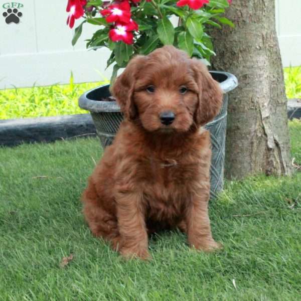 Amos, Irish Doodle Puppy