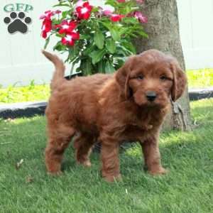 Amos, Irish Doodle Puppy