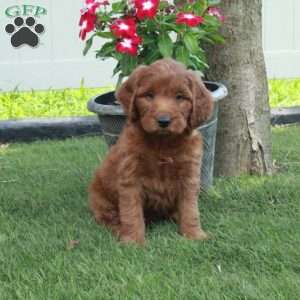 Amos, Irish Doodle Puppy