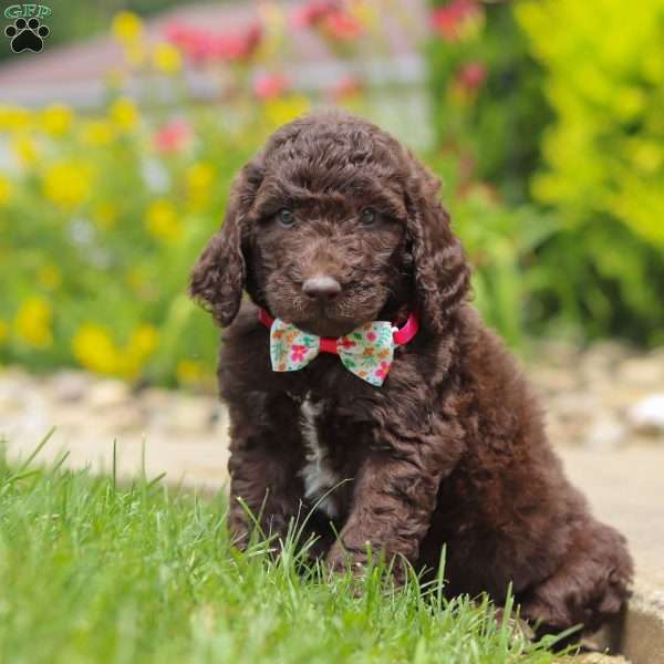 Amy, Newfypoo Puppy