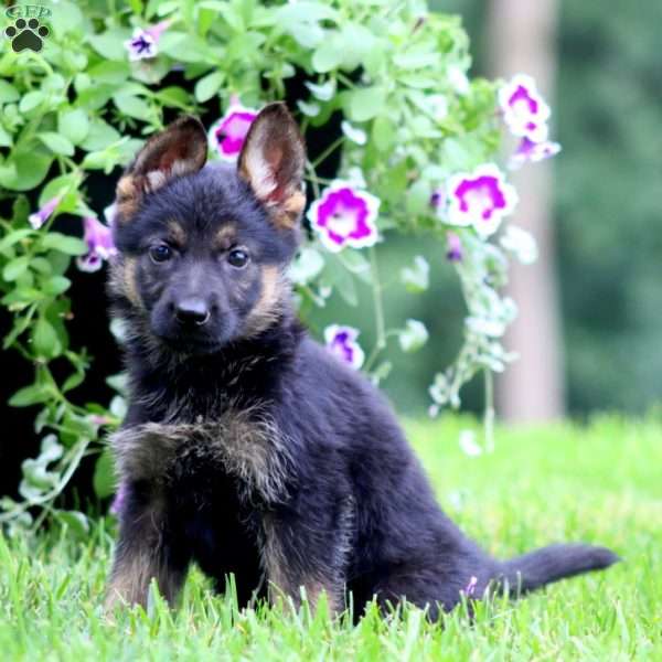 Amy, German Shepherd Puppy