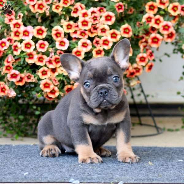 Amy, French Bulldog Puppy