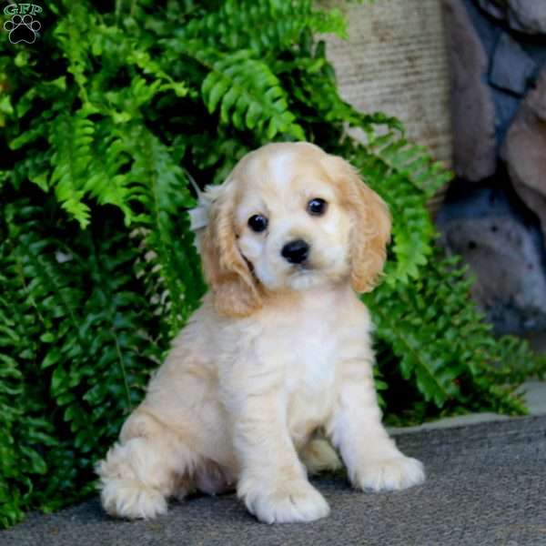 Amy, Cocker Spaniel Puppy
