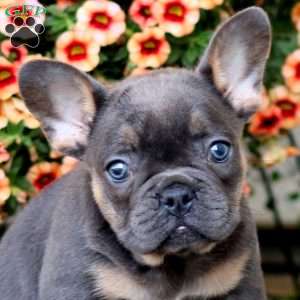 Amy, French Bulldog Puppy